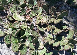 [photo, Prickly Pear Cactus, Assateague Island National Park Seashore (Worcester County), Maryland]