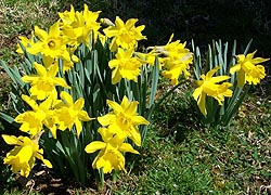 [photo, Daffodils, Baltimore, Maryland]