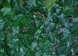  [photo, English Ivy (Hedera helix), Baltimore, Maryland]