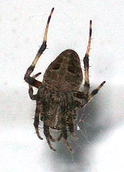 [photo, Orb-weaver Spider (Neoscona crucifera), Baltimore, Maryland]