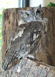 [photo, Eastern Screech Owl at Maryland State Fair, Timonium, Maryland]