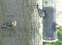 [photo, Goldfinchs (Carduelis tristis), Baltimore, Maryland]
