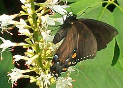 [photo, Female (dark morph) Eastern Tiger Swallowtail (Papilio glaucus) butterfly, Monkton, Maryland]