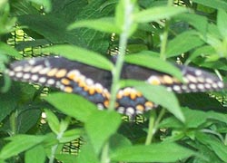 [photo, Black Swallowtail (Papilio polyxenes) butterfly, Monkton, Maryland]
