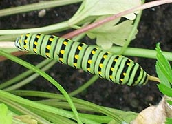 [photo, Black Swallowtail (Papilio polyxenes) caterpillar, Monkton, Maryland]