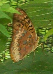 [photo, Great Spangled Fritillary, (Speyeria cybele) butterfly, Monkton, Maryland]
