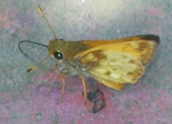 [photo, Zabulon Skipper (Poanes zabulon) butterfly, Baltimore, Maryland]