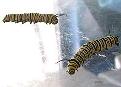 [photo, Monarch butterfly (Danaus plexippus) caterpillars, Dept. of Natural Resources exhibit, Maryland State Fair, Timonium, Maryland]