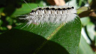 [photo, Hickory Tussock Moth caterpillar, Friendsville, Maryland]