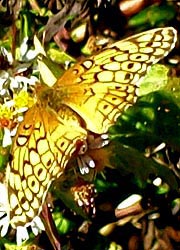 [photo, Variegated Fritillary, (Euptoieta claudia) butterfly, Monkton, Maryland]
