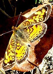 [photo, Pearl Crescent, (Phyciodes tharos) butterfly, Monkton, Maryland]