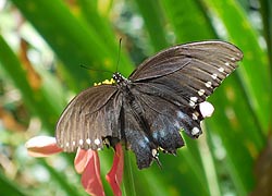 [photo, Spicebush Swallowtail (Papilio troilus) butterfly on Zinnea, Glen Burnie, Maryland]