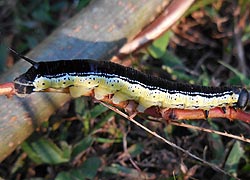 [photo, Catalpa Sphinx caterpillar, Glen Burnie, Maryland]
