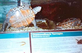 [photo, Diamondback Terrapins, Tawes State Office Building, 580 Taylor Ave., Annapolis, Maryland]