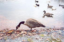 [photo, Canada geese, Lake Waterford Park, Pasadena (Anne Arundel County), Maryland]