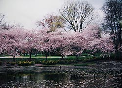 [photo, Cherry trees in blossom, Springlake Way, Homeland, Baltimore, Maryland]
