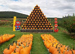 [photo, Pumpkins, Frederick County Fair, Frederick, Maryland]