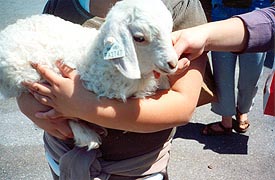 [photo, Lamb, Maryland Sheep and Wool Festival, Howard County Fairgrounds, West Friendship, Maryland]